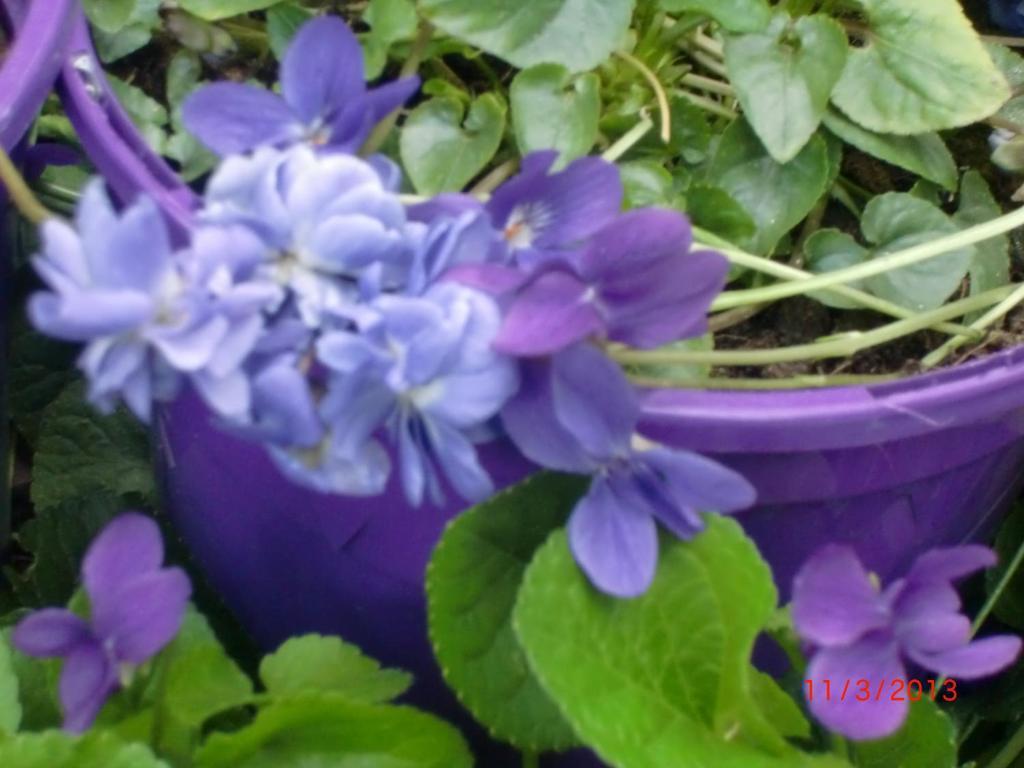 La Des Violettes Bed & Breakfast Toulouse